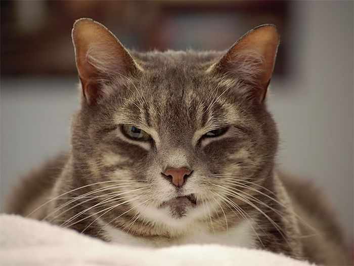 24 Angry Cats That Plotting to Kill You - Angry Cats Compilation -07