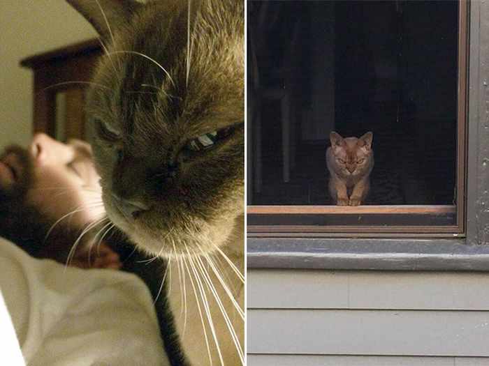 24 Angry Cats That Plotting to Kill You - Angry Cats Compilation -11