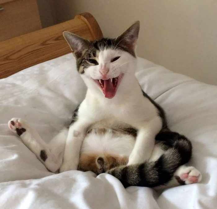24 Angry Cats That Plotting to Kill You - Angry Cats Compilation -12