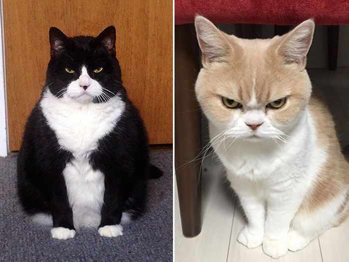 24 Angry Cats That Plotting to Kill You - Angry Cats Compilation -14
