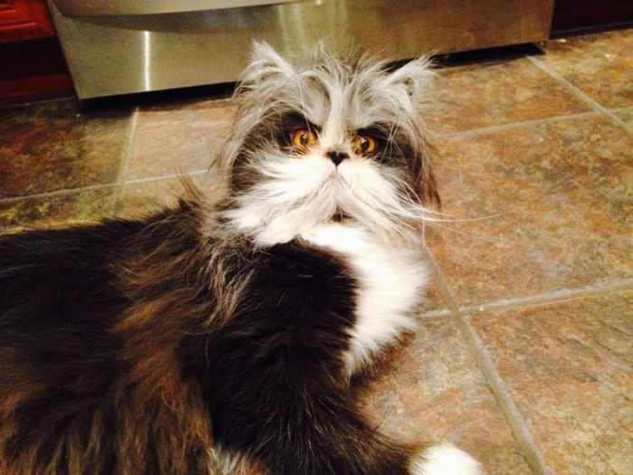 24 Angry Cats That Plotting to Kill You - Angry Cats Compilation -16