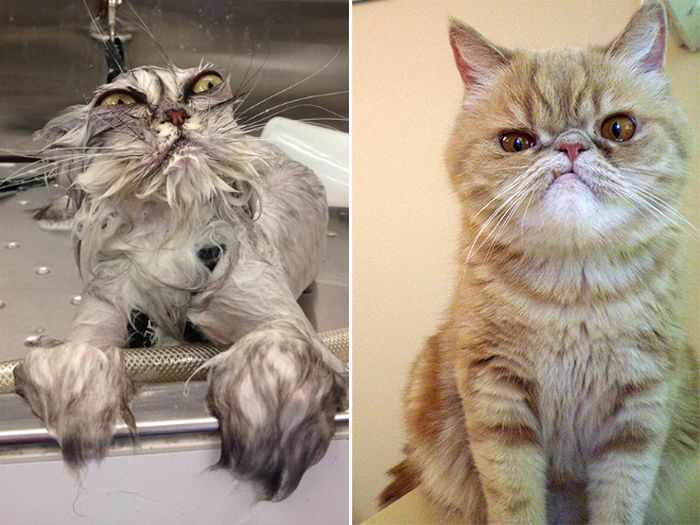 24 Angry Cats That Plotting to Kill You - Angry Cats Compilation -18