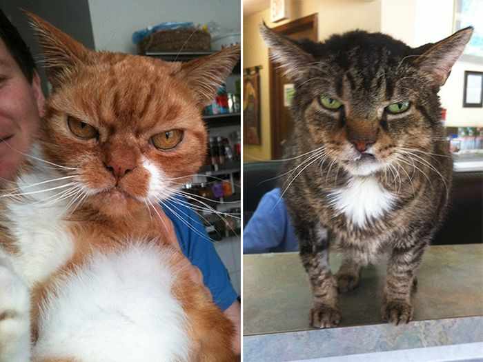 24 Angry Cats That Plotting to Kill You - Angry Cats Compilation -19