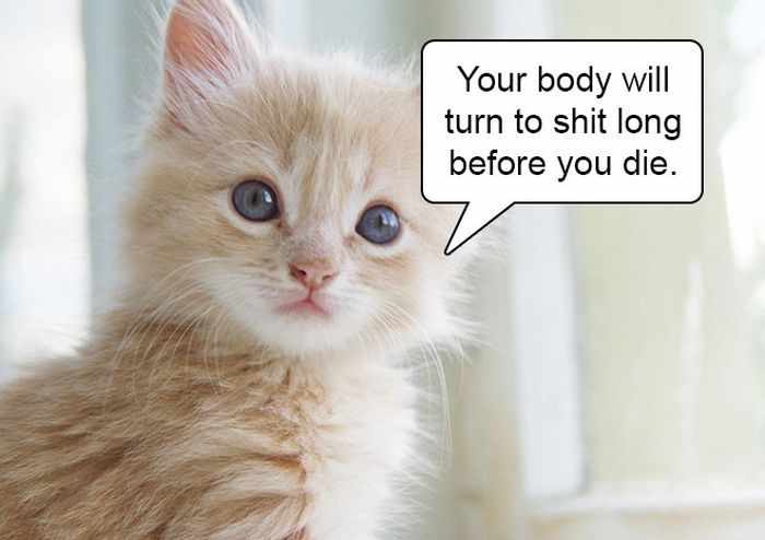 20 Hard Truths From Cats Will Amaze You -04