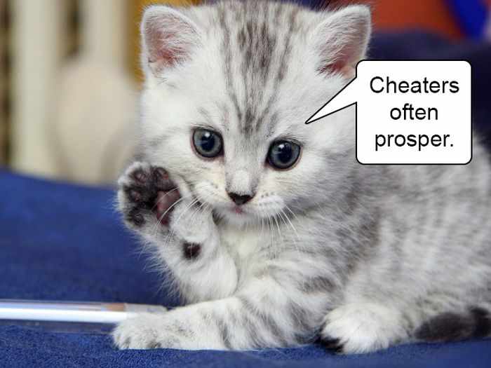 20 Hard Truths From Cats Will Amaze You -06