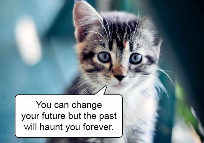 20 Hard Truths From Cats Will Amaze You -07