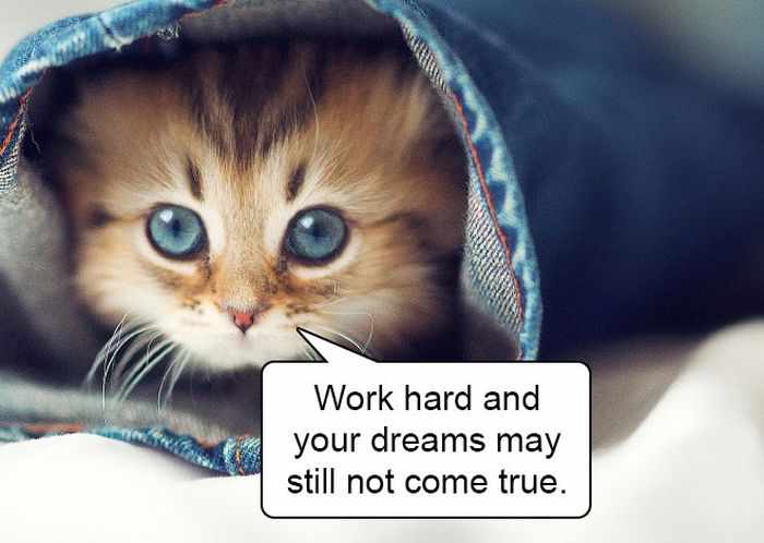 20 Hard Truths From Cats Will Amaze You -11