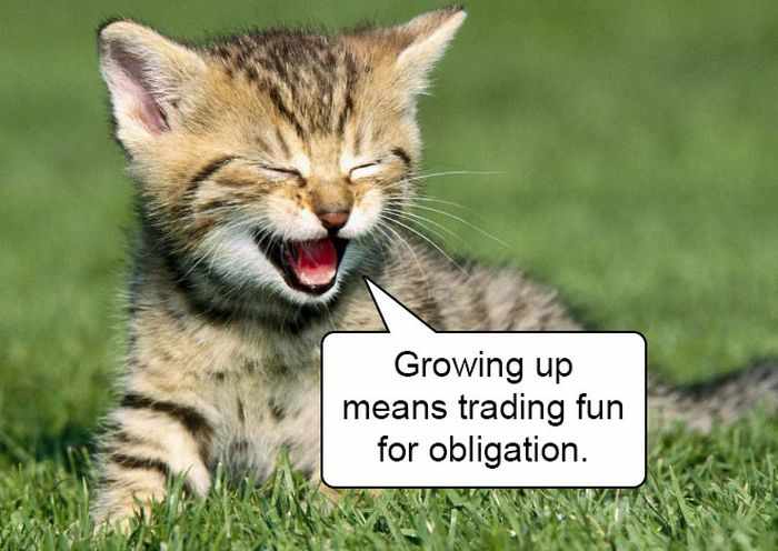 20 Hard Truths From Cats Will Amaze You -17