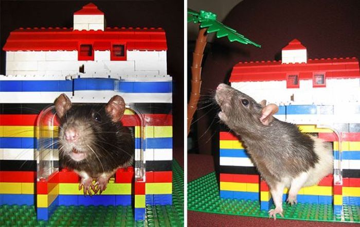 32 Mind-blowing Original Designs From Lego Bricks Will Blow Your Mind -19