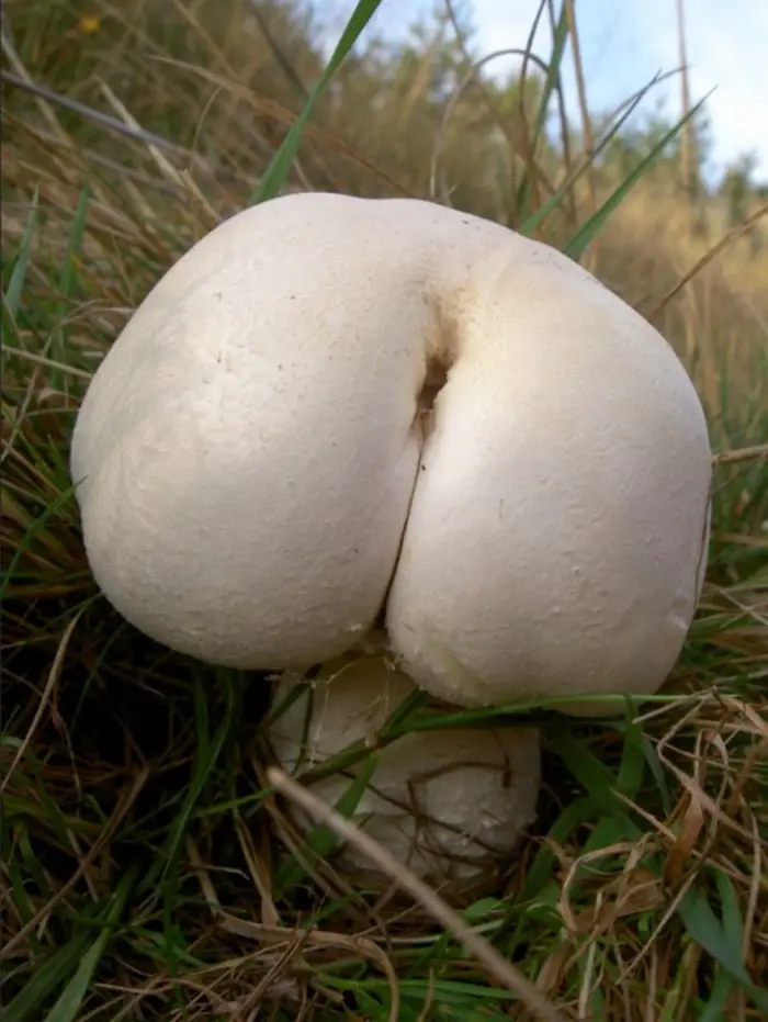 18 Funny Mushroom Photos That Confirm You Have A Dirty Mind-05