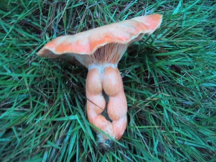 18 Funny Mushroom Photos That Confirm You Have A Dirty Mind-09