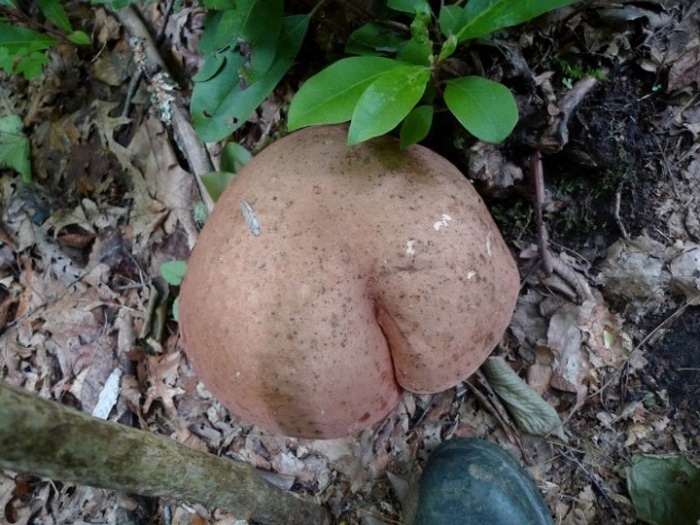 18 Funny Mushroom Photos That Confirm You Have A Dirty Mind-10