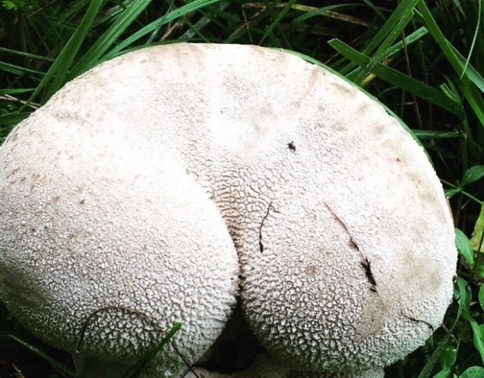 18 Funny Mushroom Photos That Confirm You Have A Dirty Mind-14