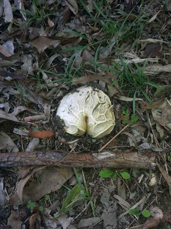 18 Funny Mushroom Photos That Confirm You Have A Dirty Mind-15