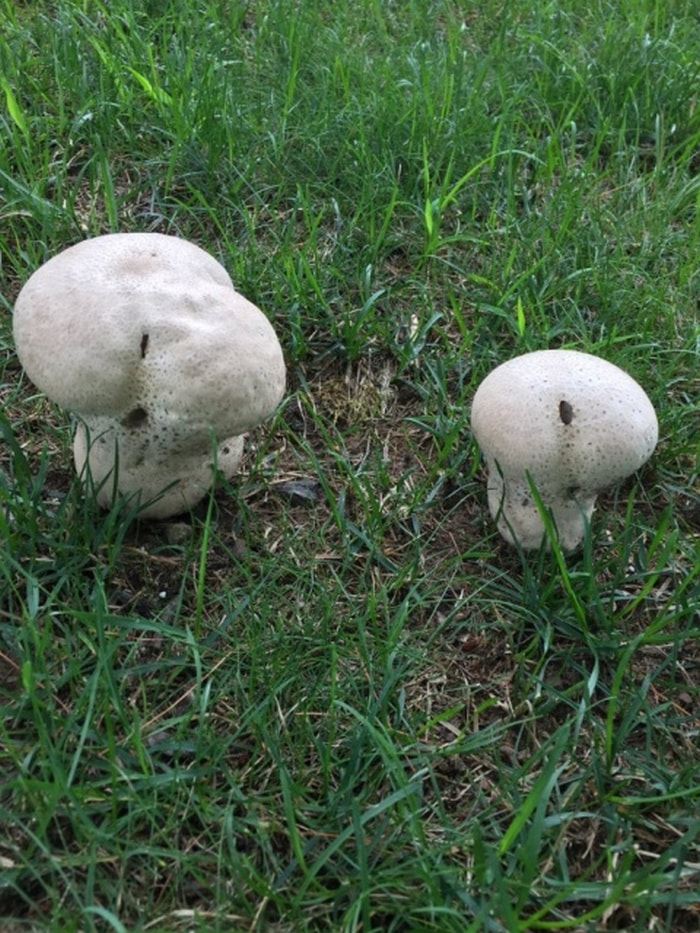 18 Funny Mushroom Photos That Confirm You Have A Dirty Mind-16