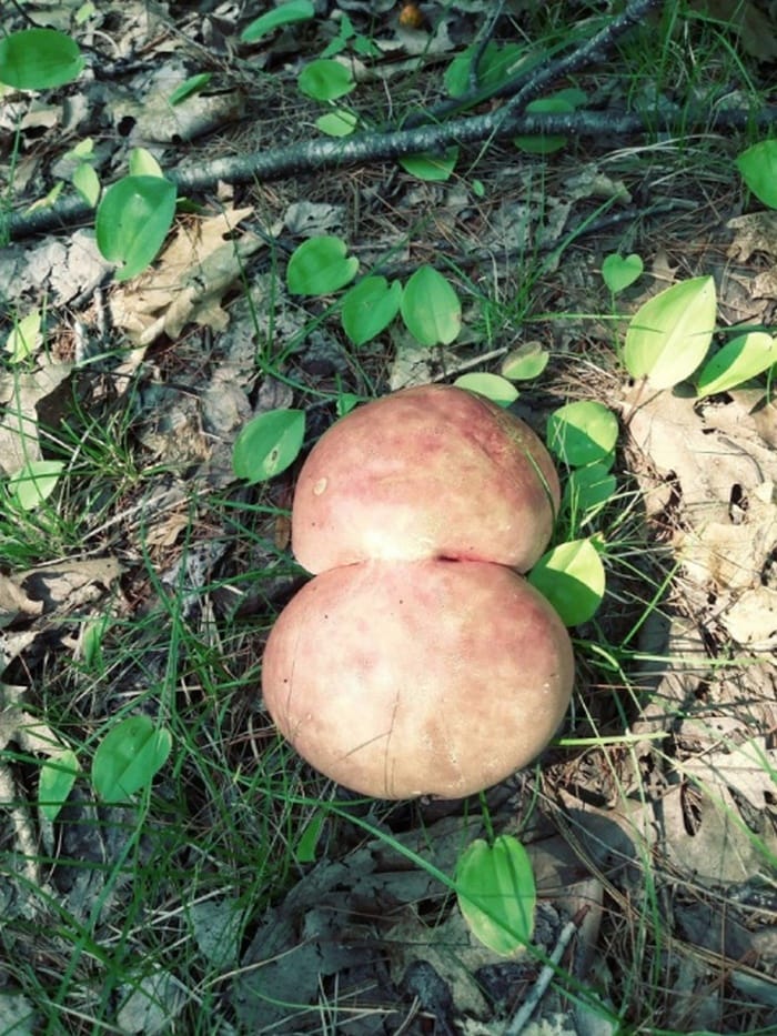 18 Funny Mushroom Photos That Confirm You Have A Dirty Mind-17