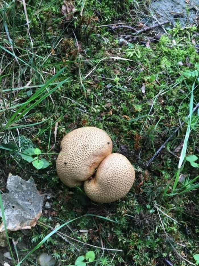 18 Funny Mushroom Photos That Confirm You Have A Dirty Mind-18