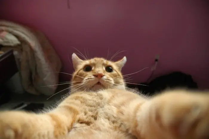 21 Funniest Pics of Cats Taking Selfies That Will Shock You-01