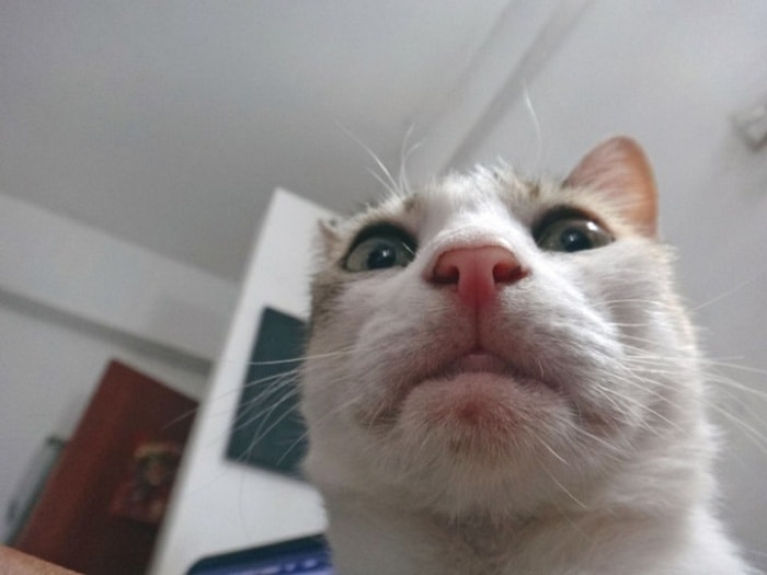21 Funniest Pics of Cats Taking Selfies That Will Shock You-02