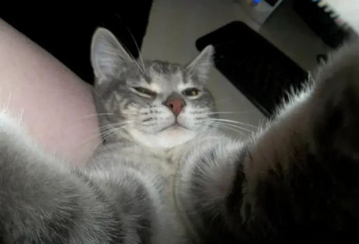21 Funniest Pics of Cats Taking Selfies That Will Shock You-03
