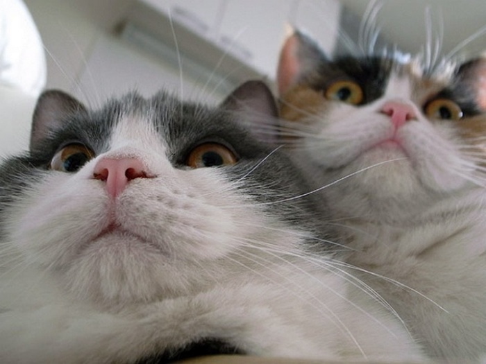 21 Funniest Pics of Cats Taking Selfies That Will Shock You-05