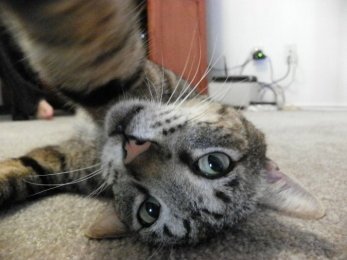 21 Funniest Pics of Cats Taking Selfies That Will Shock You-06