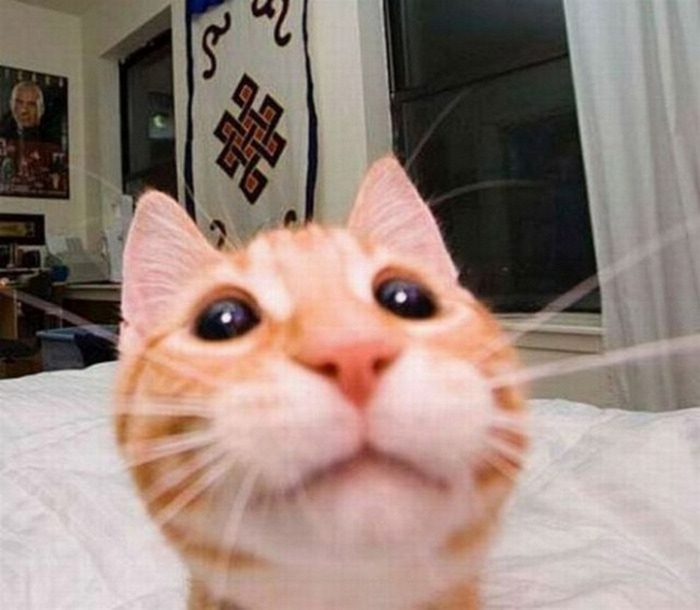21 Funniest Pics of Cats Taking Selfies That Will Shock You-08