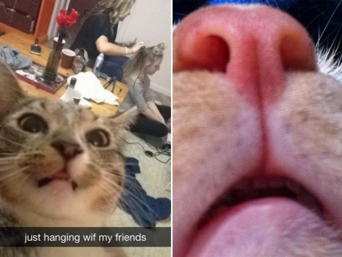 21 Funniest Pics of Cats Taking Selfies That Will Shock You-10