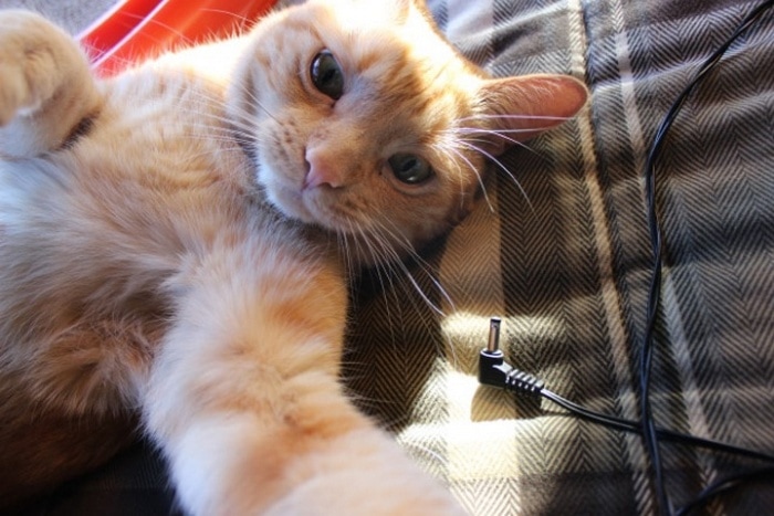 21 Funniest Pics of Cats Taking Selfies That Will Shock You-15
