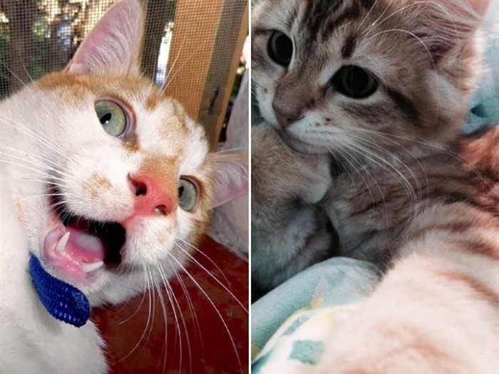 21 Funniest Pics of Cats Taking Selfies That Will Shock You-16