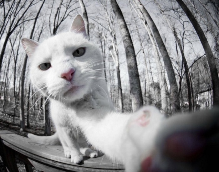 21 Funniest Pics of Cats Taking Selfies That Will Shock You-17
