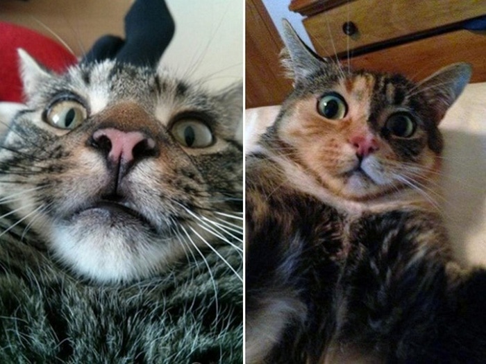21 Funniest Pics of Cats Taking Selfies That Will Shock You-18