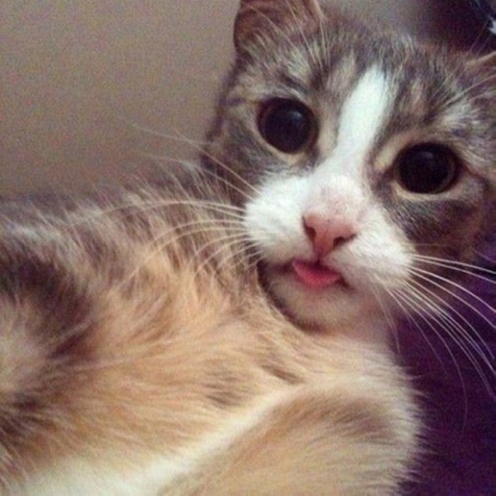 21 Funniest Pics of Cats Taking Selfies That Will Shock You-19