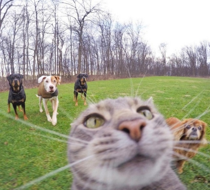 21 Funniest Pics of Cats Taking Selfies That Will Shock You-20