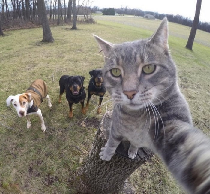 21 Funniest Pics of Cats Taking Selfies That Will Shock You-21