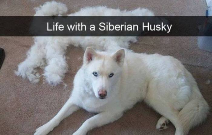 36 Funny Huskies That Are Cute And Stupid At The Same Time-06