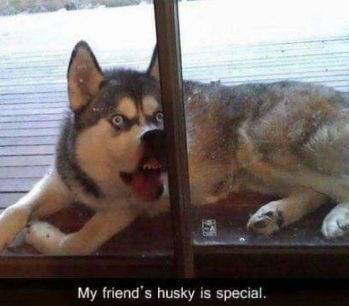 36 Funny Huskies That Are Cute And Stupid At The Same Time-07