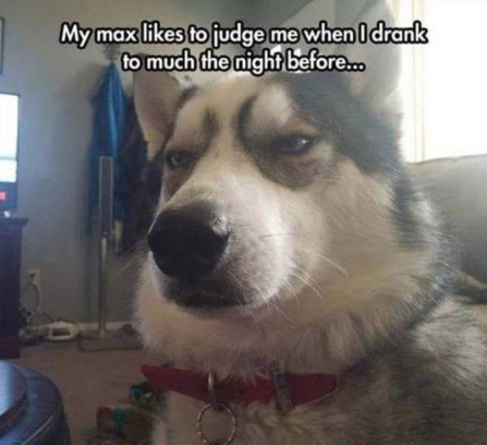 36 Funny Huskies That Are Cute And Stupid At The Same Time-08
