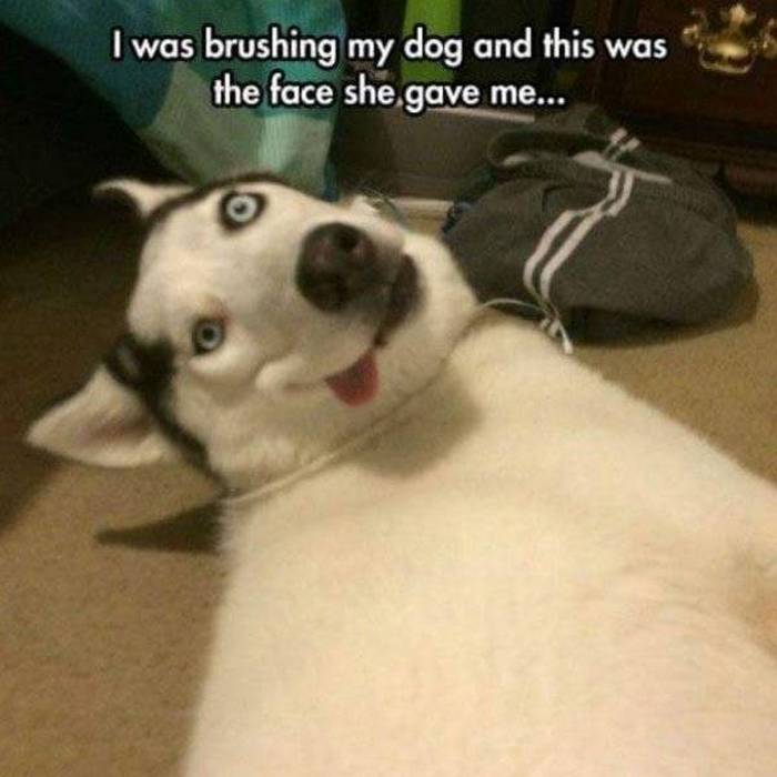 36 Funny Huskies That Are Cute And Stupid At The Same Time-10