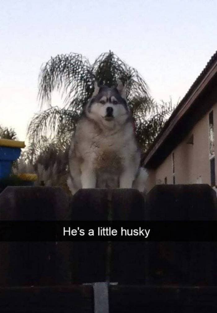 36 Funny Huskies That Are Cute And Stupid At The Same Time-13