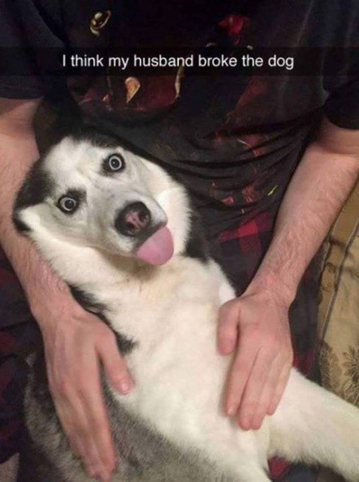 36 Funny Huskies That Are Cute And Stupid At The Same Time-18
