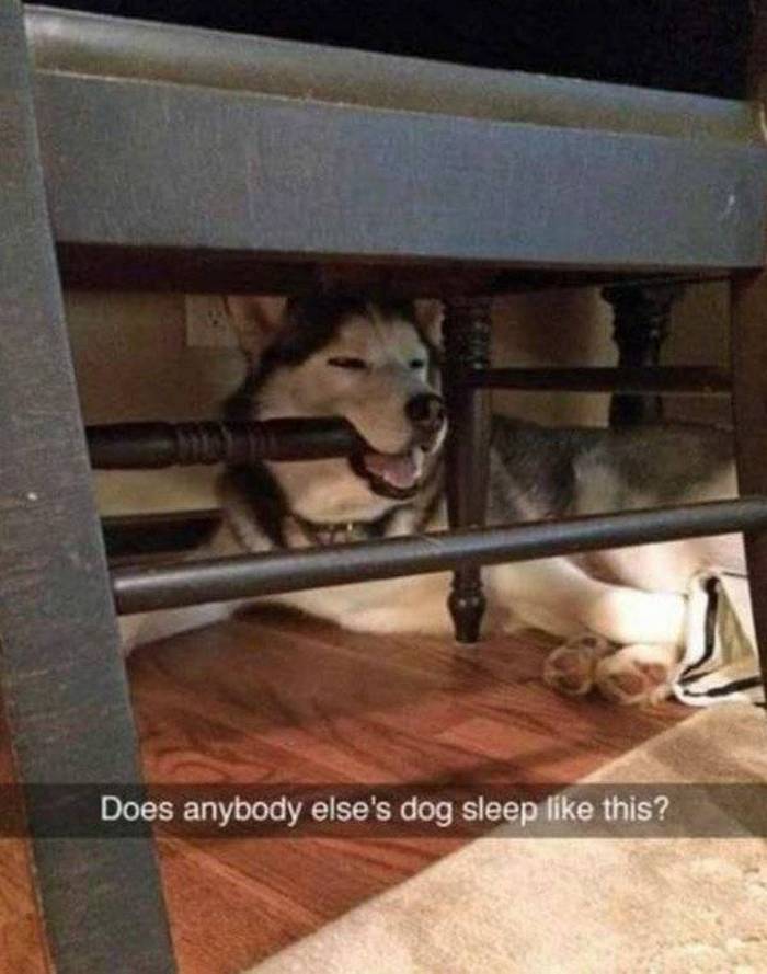 36 Funny Huskies That Are Cute And Stupid At The Same Time-19