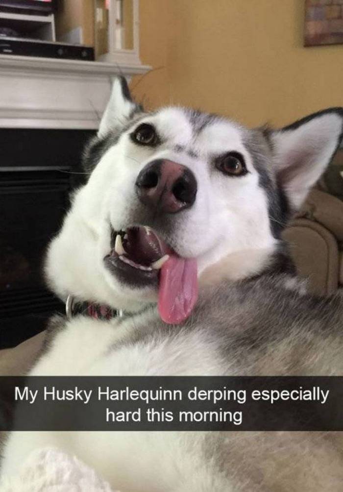 36 Funny Huskies That Are Cute And Stupid At The Same Time-21