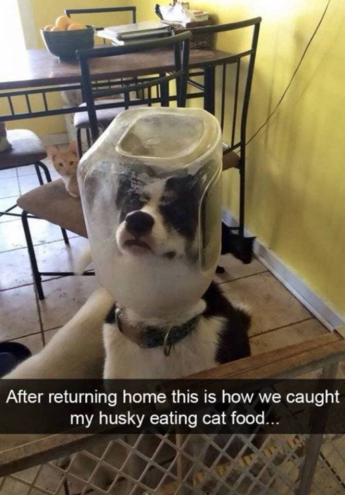 36 Funny Huskies That Are Cute And Stupid At The Same Time-25