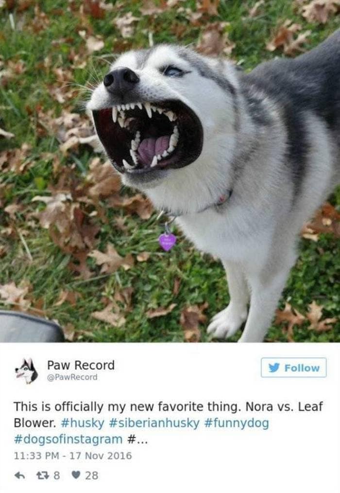 36 Funny Huskies That Are Cute And Stupid At The Same Time-27