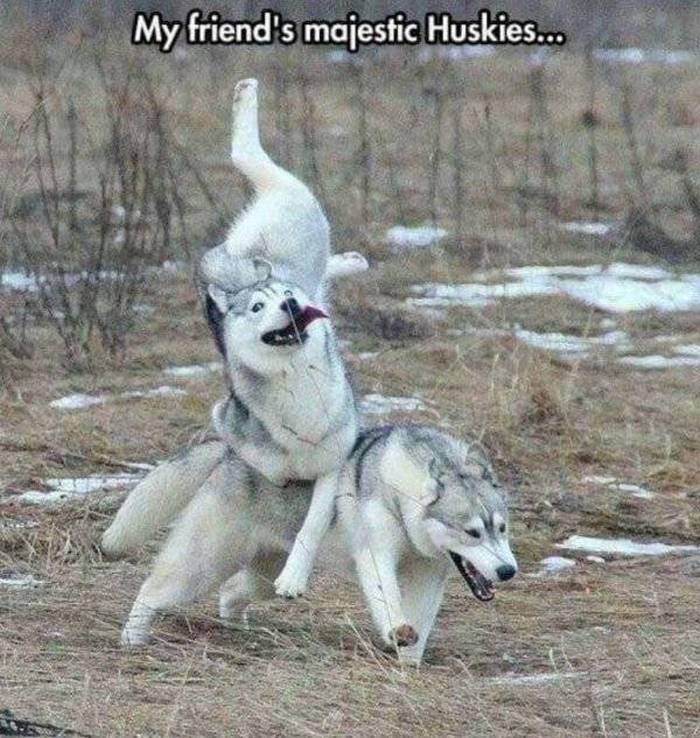 36 Funny Huskies That Are Cute And Stupid At The Same Time-29