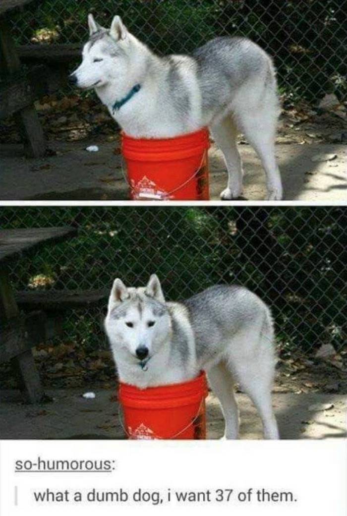36 Funny Huskies That Are Cute And Stupid At The Same Time-30