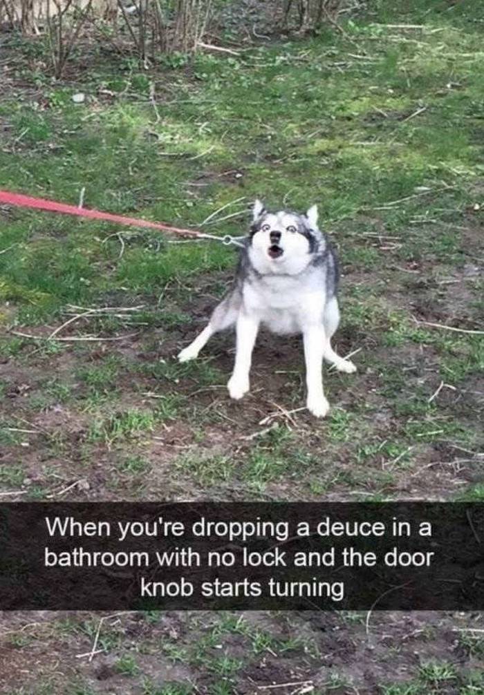 36 Funny Huskies That Are Cute And Stupid At The Same Time-36