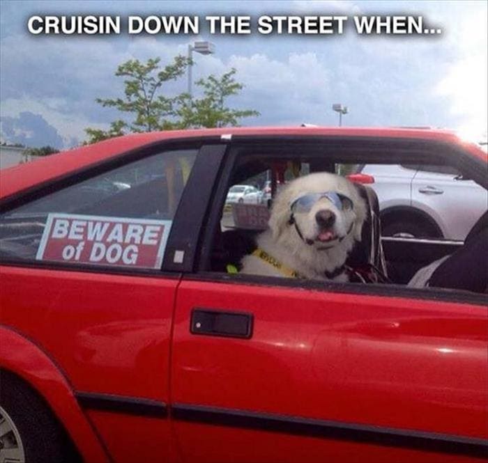 Funny Animal Pictures Of The Day Release 2 (56 Photos)-13