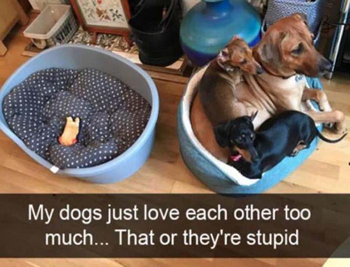 Funny Animal Pictures Of The Day Release 2 (56 Photos)-18
